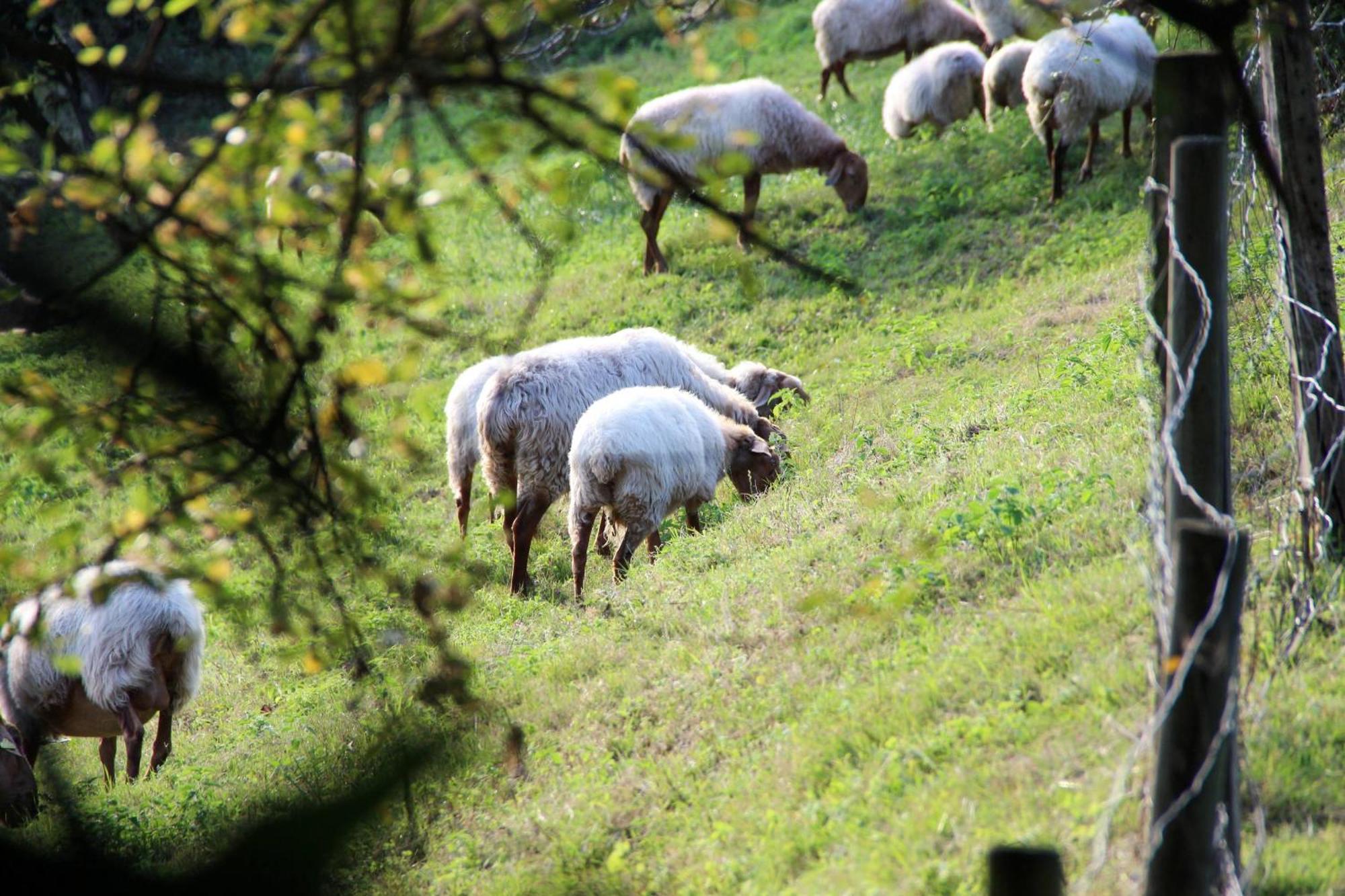 El Collado, Ruiloba Villa Sierra  Kültér fotó